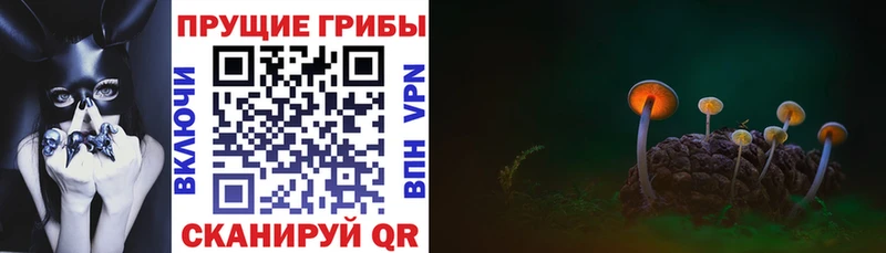 Купить закладки  Гулькевичи  Псилоцибиновые грибы мицелий 